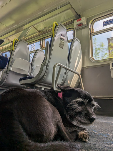 A small black terrier dog on a train between East Kilbride and Busby.