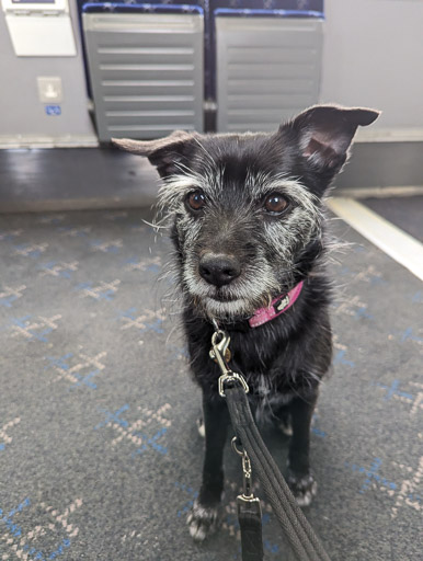 A small black terrier dog on a train between East Kilbride and Busby.