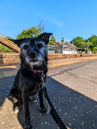 A small black terrier dog at Busby Station.