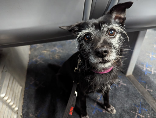 A small black terrier dog on a train between Glasgow Queen Street and Gilshochill.