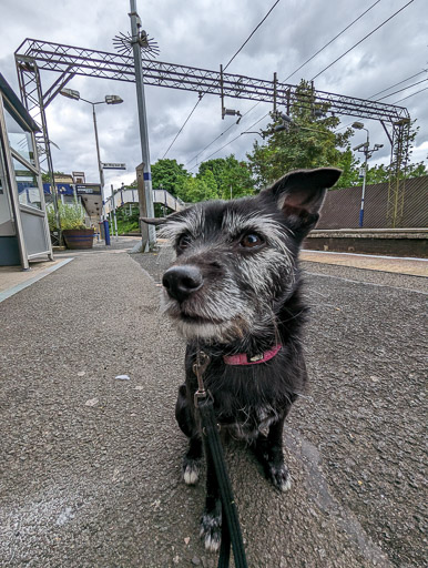 A small black terrier dog at Drumchapel Station.