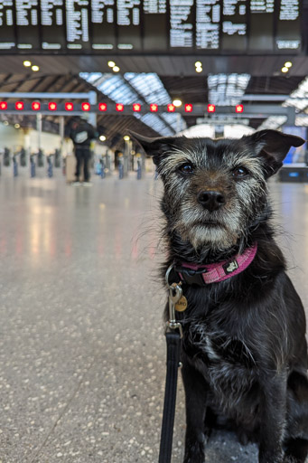 A small black terrier dog at Glasgow Queen Street Station.