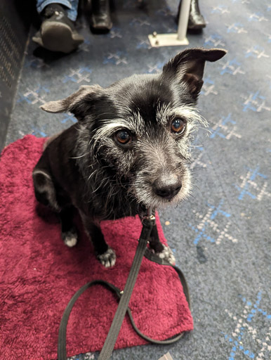 A small black terrier dog on a train between Edinburgh and Leven.