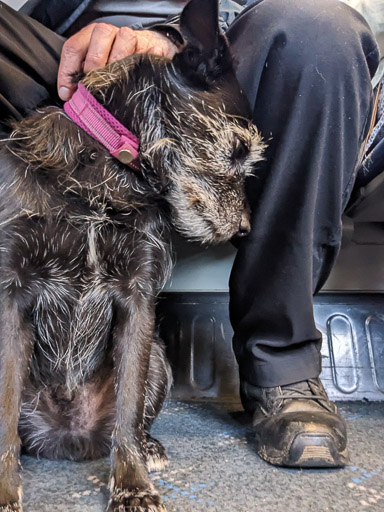 A small black terrier dog on a train between Edinburgh and Leven.