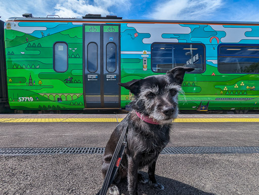 A small black terrier dog onboard 158719 at Leven.