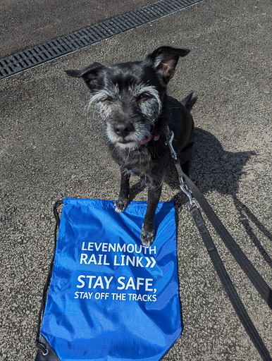 A small black terrier dog at Leven Station.