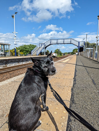 A small black terrier dog at Cardenden Station.