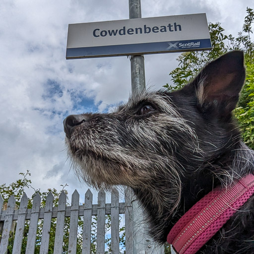 A small black terrier dog at Cowdenbeath Station.