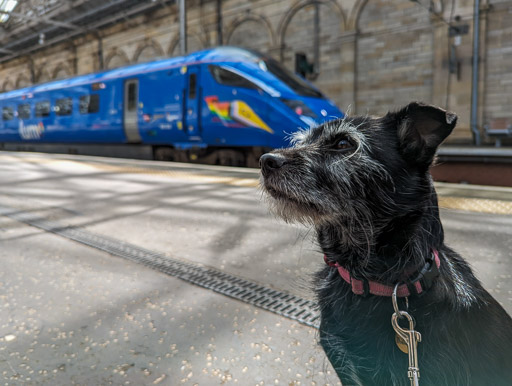 A small black terrier dog onboard 803003 at Edinburgh.