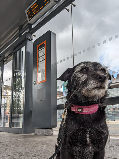 A small black terrier dog at Partick Station.