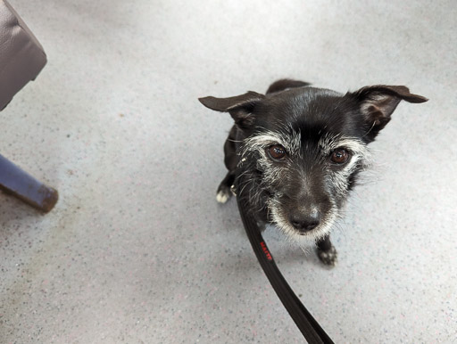 A small black terrier dog on a bus between Partick and Maryhill.