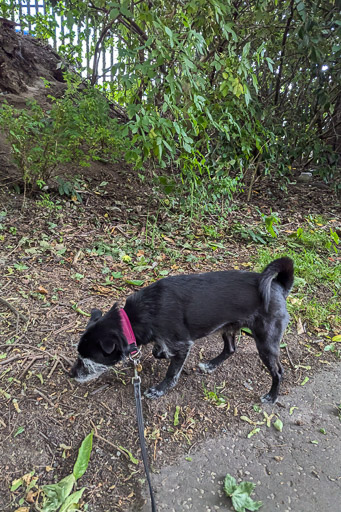 A small black terrier dog on a walk between Yoker and Partick.