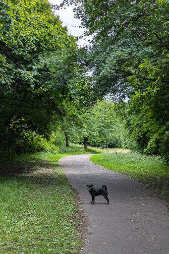 A small black terrier dog on a walk between Yoker and Partick.