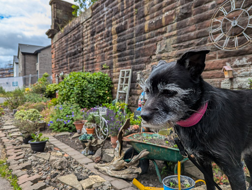 A small black terrier dog on a walk between Yoker and Partick.