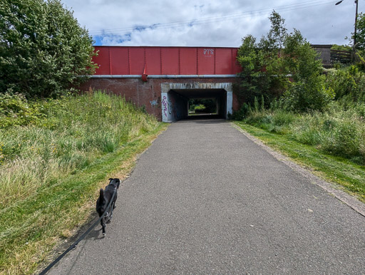 A small black terrier dog on a walk between Yoker and Partick.