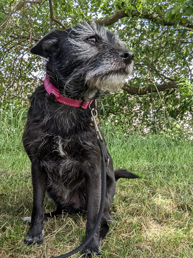 A small black terrier dog on a walk between Yoker and Partick.