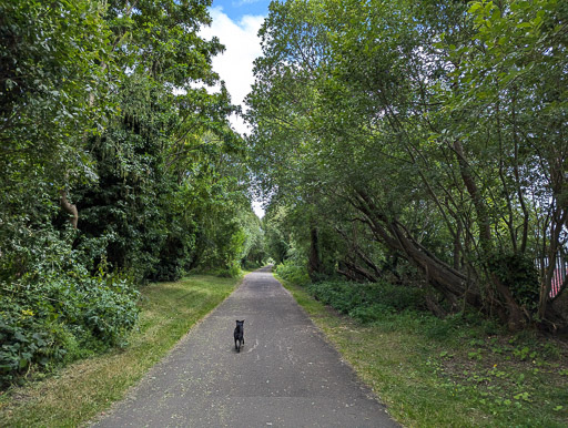 A small black terrier dog on a walk between Yoker and Partick.