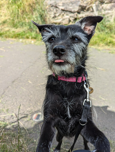 A small black terrier dog on a walk between Yoker and Partick.