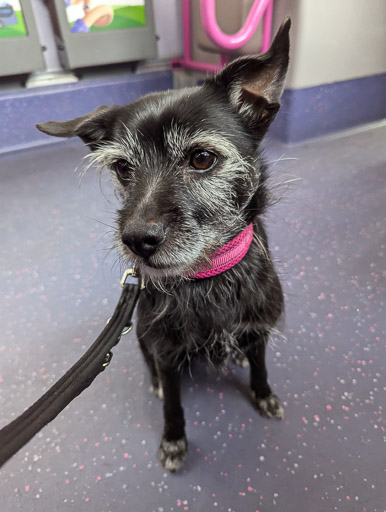 A small black terrier dog on a bus between Partick and Maryhill.