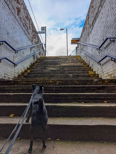 A small black terrier dog at Coatbridge Central Station.