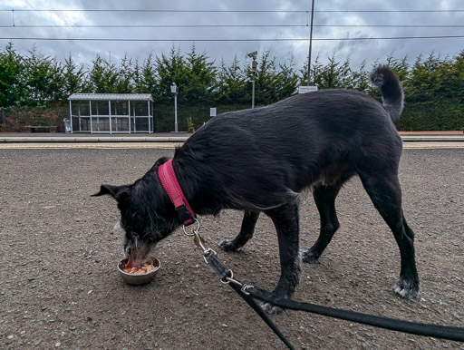 A small black terrier dog at Coatbridge Central Station.