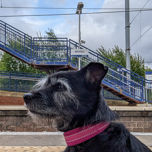 A small black terrier dog at Whifflet Station.