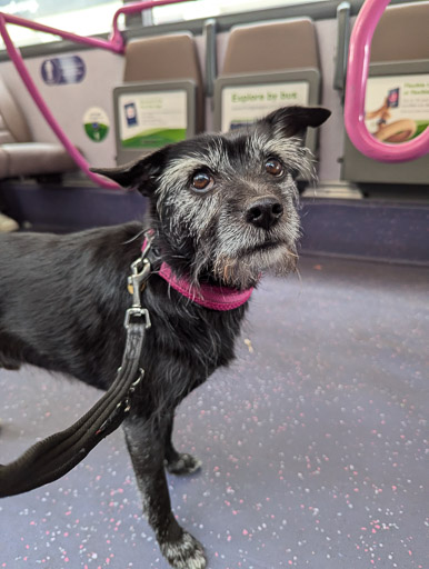 A small black terrier dog on a bus between Partick and Wyndford.