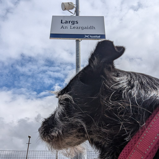 A small black terrier dog at Largs Station.