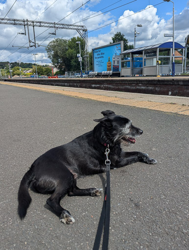 A small black terrier dog at Anniesland Station.