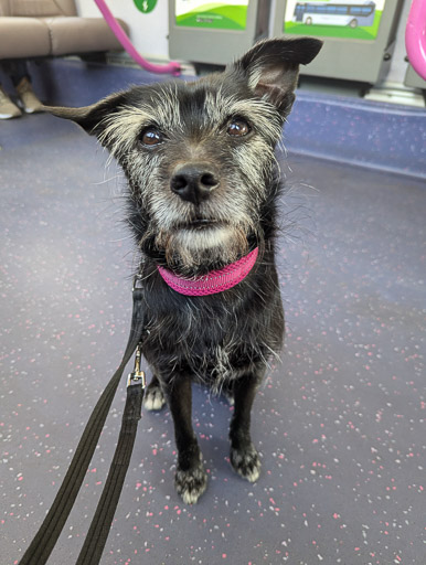 A small black terrier dog on a bus between Partick and Wyndford.