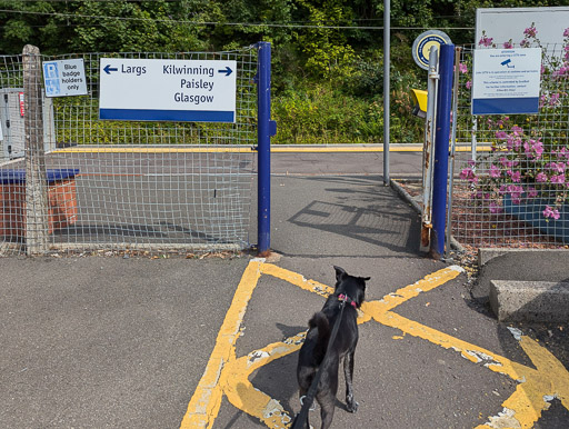 A small black terrier dog at Fairlie Station.