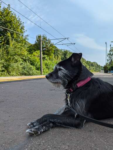 A small black terrier dog at Fairlie Station.