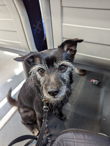 A small black terrier dog on a train between Largs and Glasgow Central.