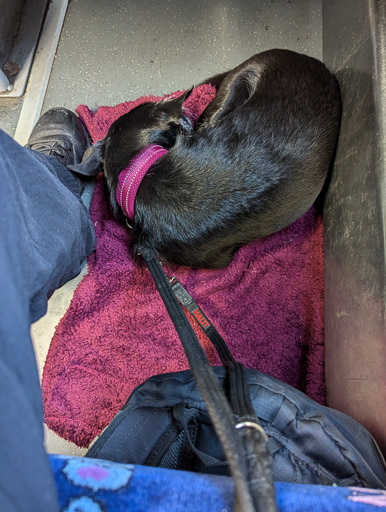 A small black terrier dog on a train between Largs and Glasgow Central.