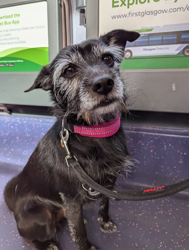 A small black terrier dog on a bus between Partick and Maryhill.