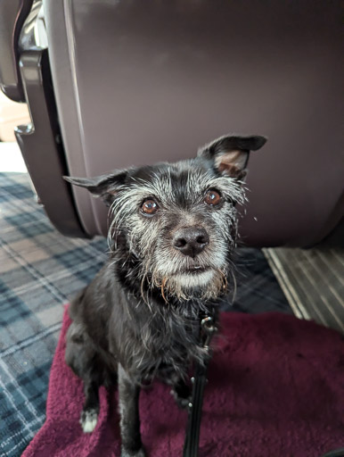 A small black terrier dog on a train between Montrose and Glasgow Queen Street.