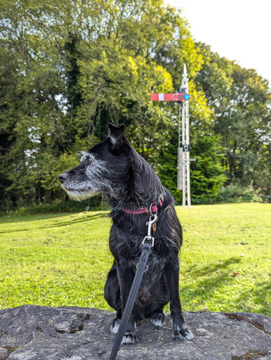 A small black terrier dog at Pitlochry Station.