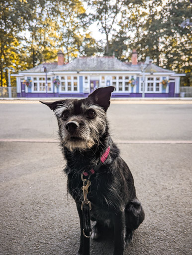 A small black terrier dog at Pitlochry Station.