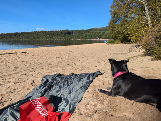 A small black terrier dog on a walk at Loch Morlich.