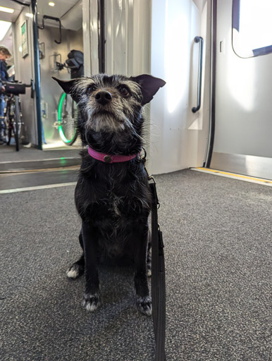 A small black terrier dog on a train between Aviemore and Dalwhinnie.