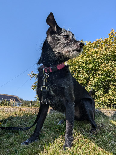 A small black terrier dog on a walk at Dalwhinnie.