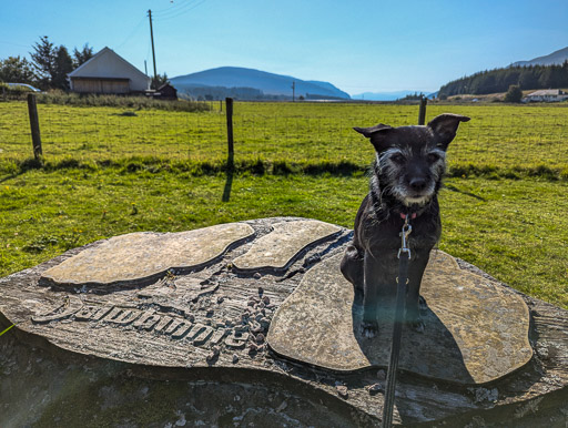 A small black terrier dog on a walk at Dalwhinnie.