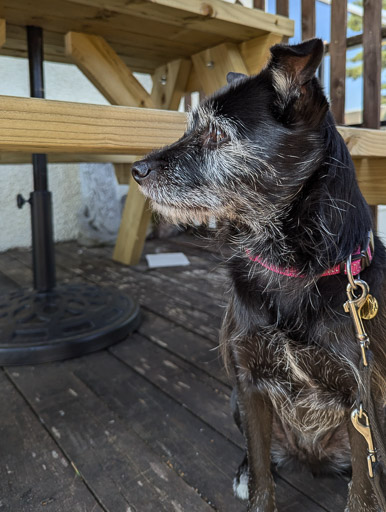 A small black terrier dog on a walk at Dalwhinnie.