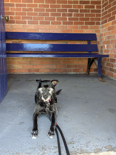 A small black terrier dog at Dalwhinnie Station.