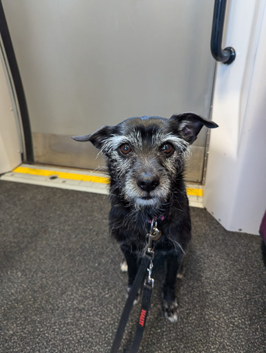 A small black terrier dog on a train between Dalwhinnie and Aviemore.