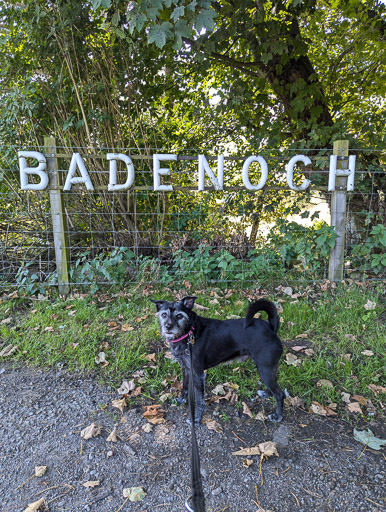 A small black terrier dog on a walk at Newtonmore.