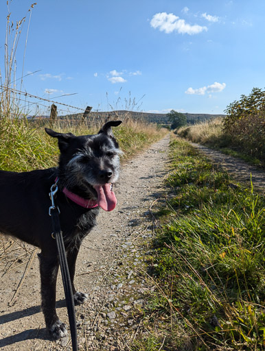 A small black terrier dog on a walk at Newtonmore.