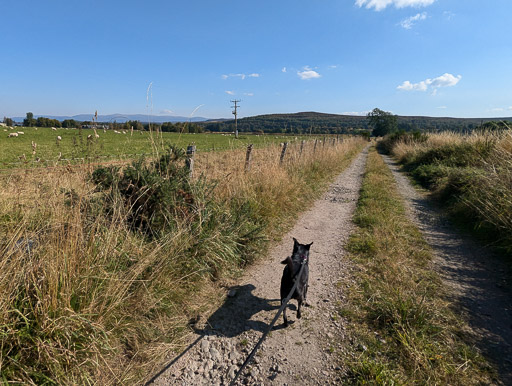 A small black terrier dog on a walk at Newtonmore.