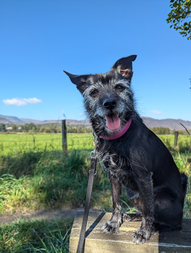 A small black terrier dog on a walk at Newtonmore.