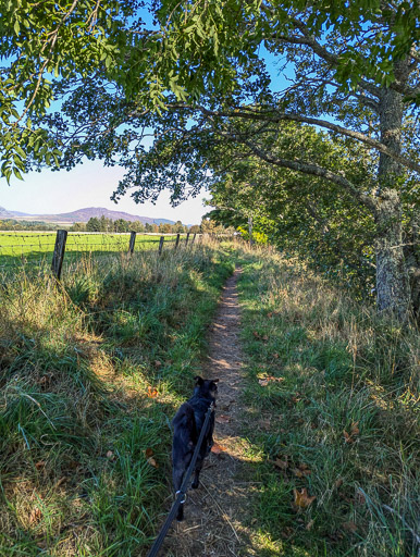 A small black terrier dog on a walk at Newtonmore.